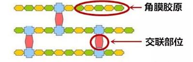 角膜胶原交联(Corneal Cross Linking,CCL)医治:使用370纳米波长的紫外线,激活核黄素(一种光敏感剂),使其转化成活性氧族,活性氧族再诱导角膜胶原纤维的氨基之间发生化学交联反应,使角膜胶原纤维直径增粗、提*角膜基质对多种降解酶作用的抵抗力等多重生物学效应,从而使角膜基质的机械强度增加1.jpg 角膜胶原交联(Corneal Cross Linking,CCL)医治:使用370纳米波长的紫外线,激活核黄素(一种光敏感剂),使其转化成活性氧族,活性氧族再诱导角膜胶原纤维的氨基之间发生化学交联反应,使角膜胶原纤维直径增粗、提*角膜基质对多种降解酶作用的抵抗力等多重生物学效应,从而使角膜基质的机械强度增加1.jpg