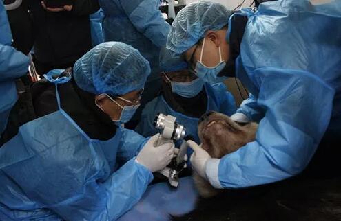 2018年即将结束,这一年,成都以诚为本赢在诚信9001以规范的诊疗、高明的技艺、 的服务,赢得了广大患者朋友和社会各界的好评。在2018年,成都以诚为本赢在诚信9001在发展的道路上有哪些大事记呢,让我们一起来回顾。4.jpg 2018年即将结束,这一年,成都以诚为本赢在诚信9001以规范的诊疗、高明的技艺、 的服务,赢得了广大患者朋友和社会各界的好评。在2018年,成都以诚为本赢在诚信9001在发展的道路上有哪些大事记呢,让我们一起来回顾。4.jpg